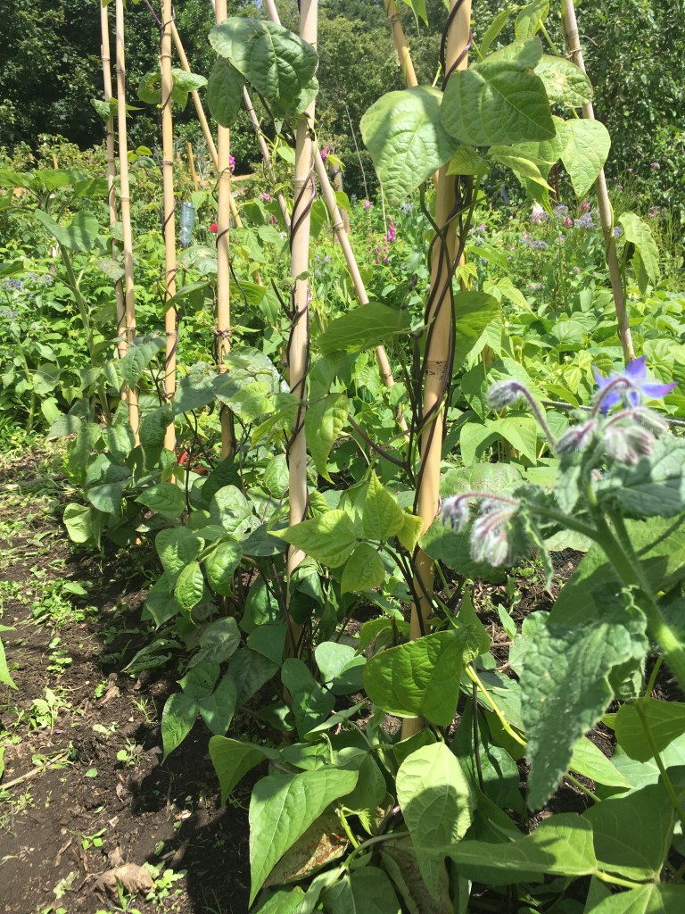 Borlotti beans and borage.
