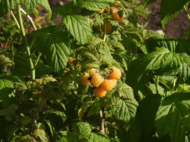 Golden raspberries.